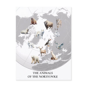Animals of North Pole Arctic  Postcard