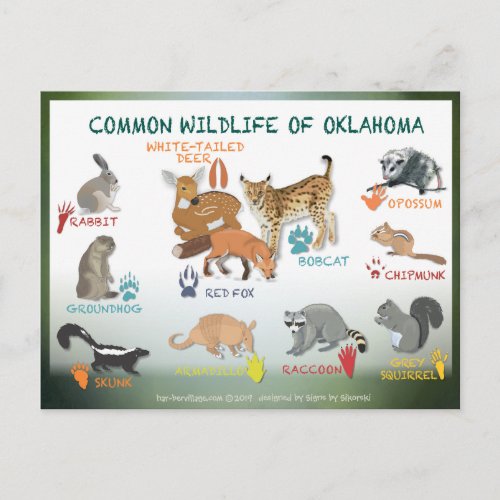 animals of Oklahoma postcard 19