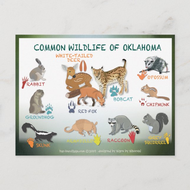 animals of Oklahoma postcard 19 (Front)
