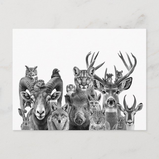 Animals of the Sonoran Desert Southwest  Postcard (Front)