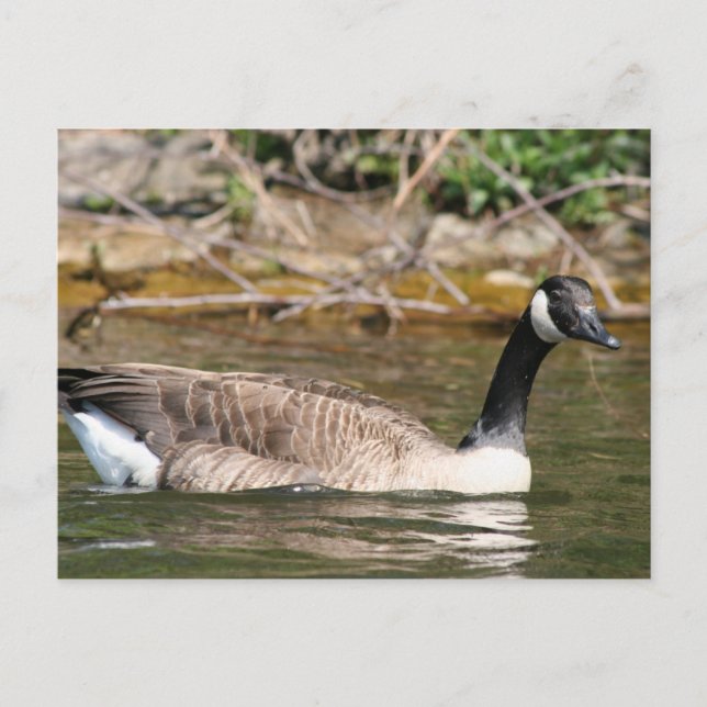 Animals Postcard (Front)