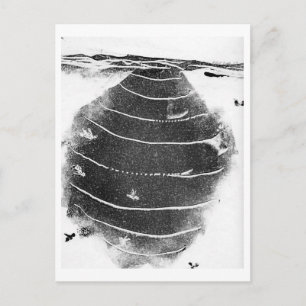 Animals Postcard