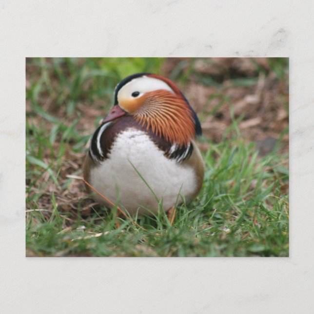Animals Postcard (Front)