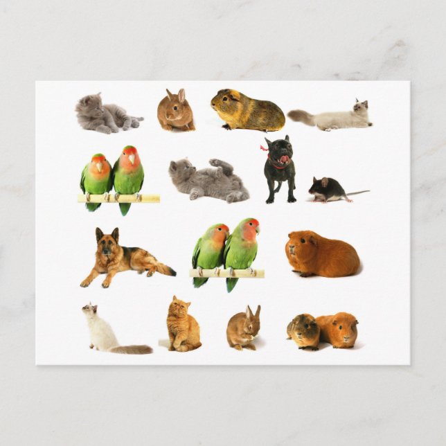 animals postcard (Front)