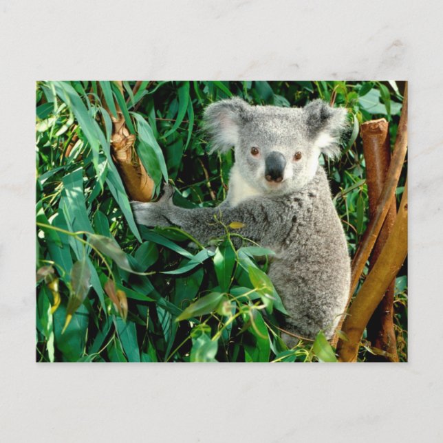 Animals postcards 38 (Front)