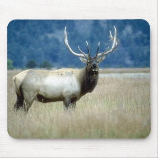 Animals Wild 1 Mouse Pad