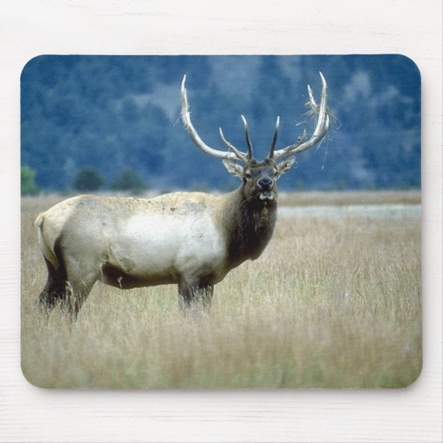 Animals Wild 1 Mouse Pad (Front)