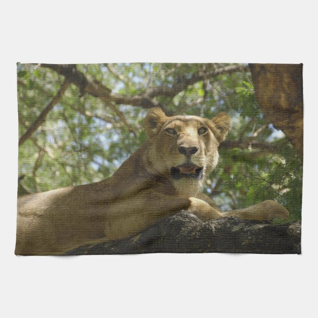 Animals > Wild > Cats > Lions Kitchen Towel (Horizontal)