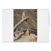 Animals  Wild  Mammals Meerkat (Front Horizontal)