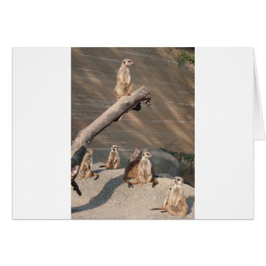 Animals  Wild  Mammals Meerkat Cards (Front Horizontal)