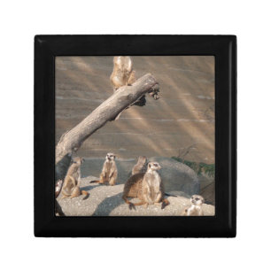 Animals Wild Mammals Meerkat Gift Box