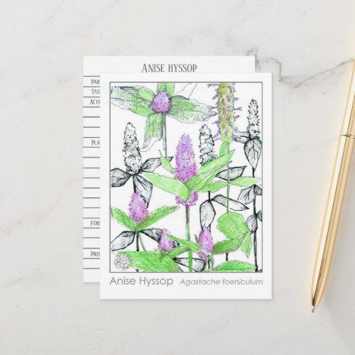 Anise Hyssop Materia Medica Herbal Study Card