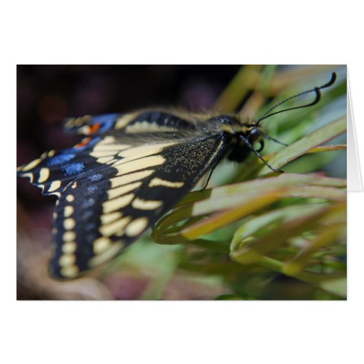 Anise swallowtail butterfly cards (Front Horizontal)