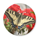 Anise Swallowtail Magnet