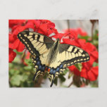 Anise Swallowtail Postcard