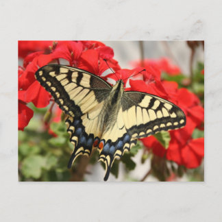Anise Swallowtail Postcard
