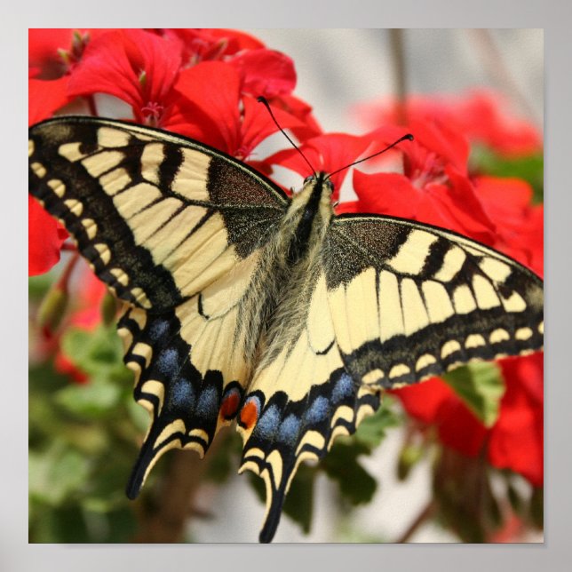 Anise Swallowtail Poster Print (Front)