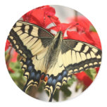 Anise Swallowtail Sticker