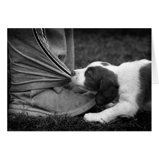 Ankle Biter (Front Horizontal)