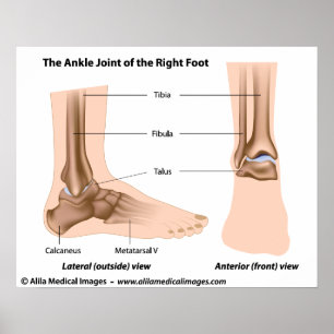 Ankle joint anatomy, labeled diagram. poster