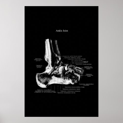 Ankle Joint Anatomy Orthopedic Decor