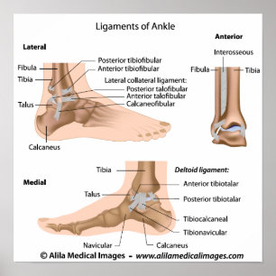Ankle ligaments, labeled drawing. poster