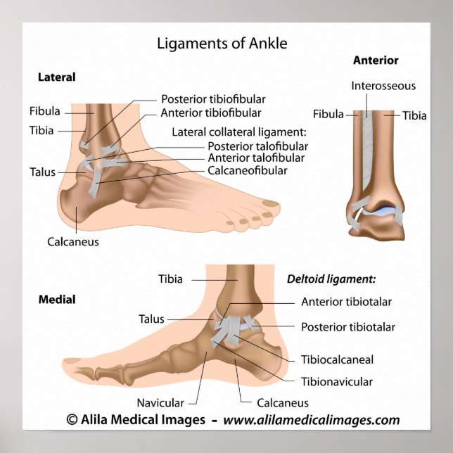 Ankle ligaments, labeled drawing. poster (Front)