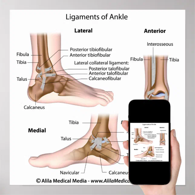 Ankle ligaments, labeled drawing. poster | Zazzle