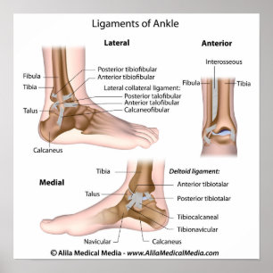 Ankle ligaments, labeled drawing. poster