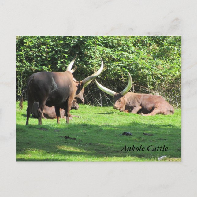 Ankole Cattle Postcard (Front)