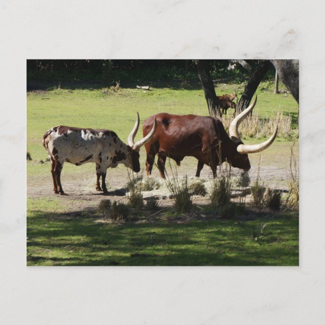Ankole Cattle Postcard (Front)