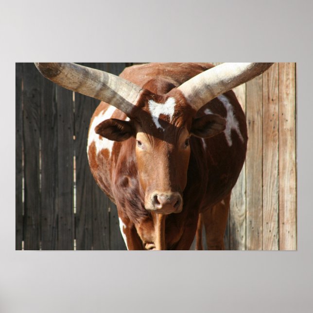 Ankole-Watusi Cattle Poster (Front)
