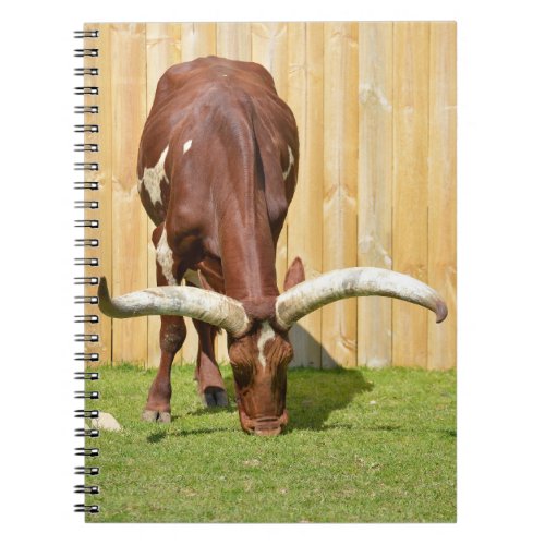 Ankole_Watusi grazing Notebook
