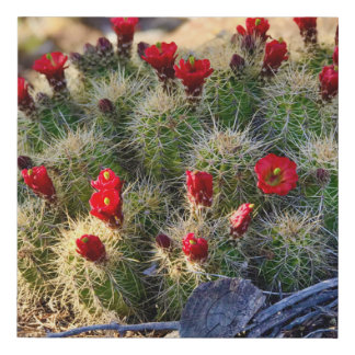 Ann Charles Cactus Blooms AZ Faux Canvas Print