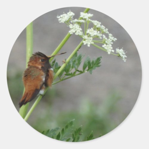 Anns Lace and bird Classic Round Sticker