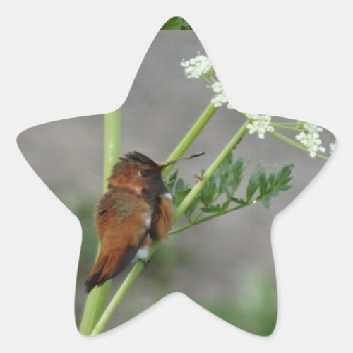Anns Lace and bird Star Sticker