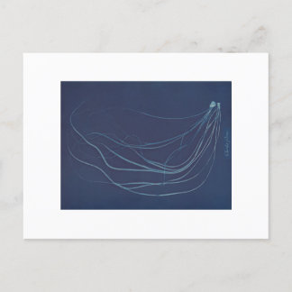 Anna Atkins: Botanical Cyanotype Postcard