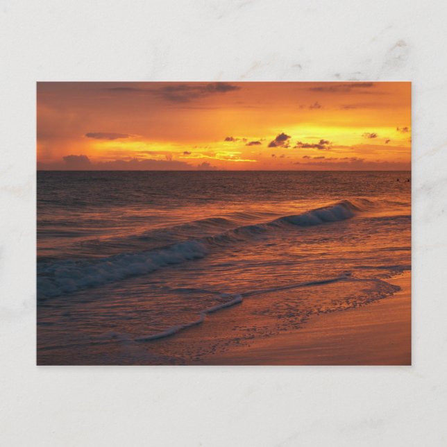 Anna Maria Island, FL Postcard (Front)