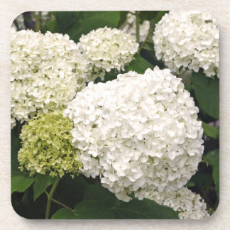 Annabelle Hydrangea Beverage Coaster