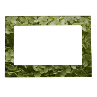 Annabelle Hydrangea  Magnetic Frame