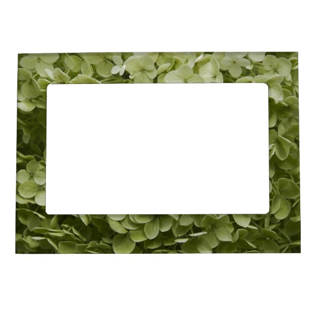 Annabelle Hydrangea  Magnetic Frame (Front)