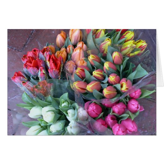 Annapolis Tulips Cards (Front Horizontal)
