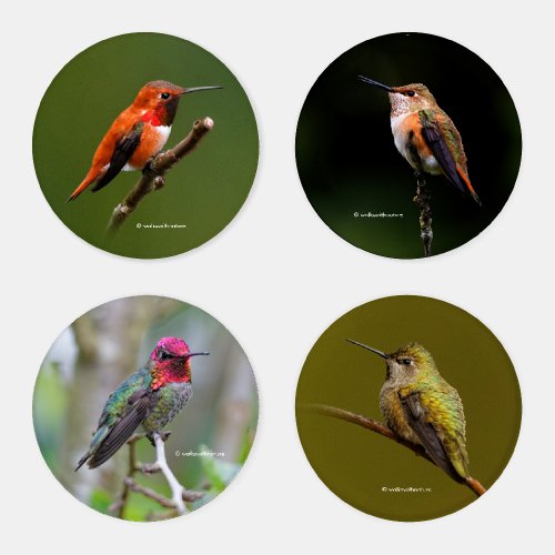 Annas and Rufous Hummingbirds Coaster Set