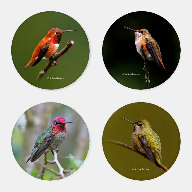 Anna's and Rufous Hummingbirds Coaster Set (Set)