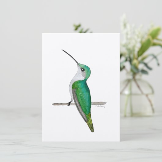 Anna's Hummingbird (Standing Front)