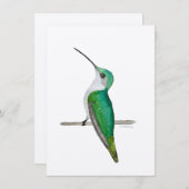 Anna's Hummingbird (Front/Back)
