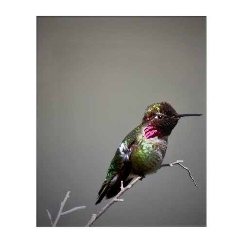 Annas Hummingbird Acrylic Print