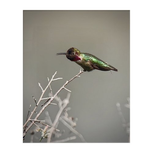 Annas Hummingbird Acrylic Print