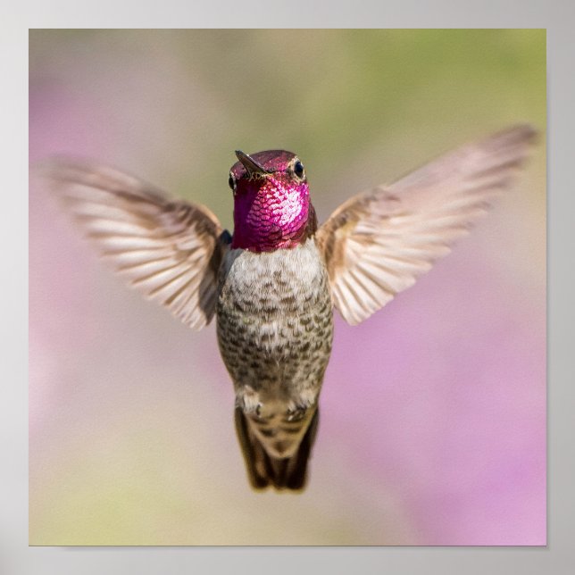 Anna's Hummingbird Beautiful Pink, Purple & Green Poster (Front)