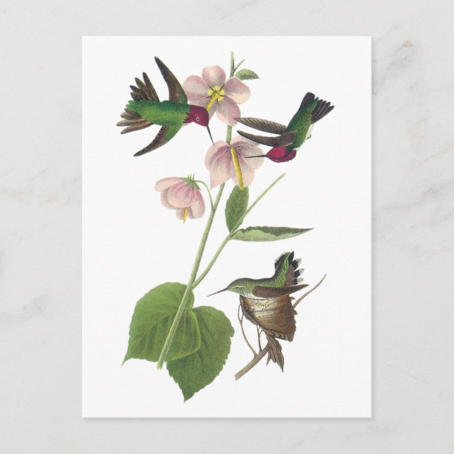 Anna's Hummingbird by Audubon Postcard (Front)